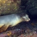 lion_sea_galapagos_cou_v_0199_ecu1304.jpg